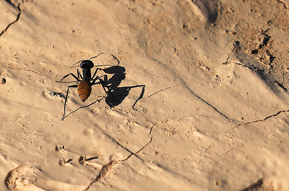 Dune ants - Skeleton coast - Namibia