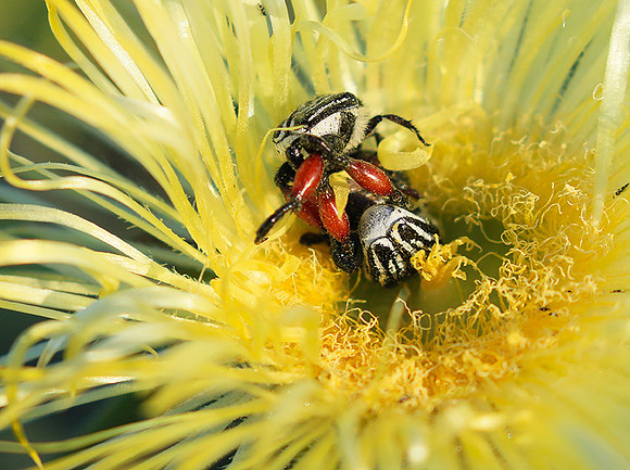 Bugs - South Africa