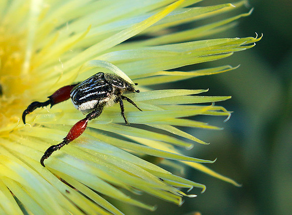 Bugs - South Africa