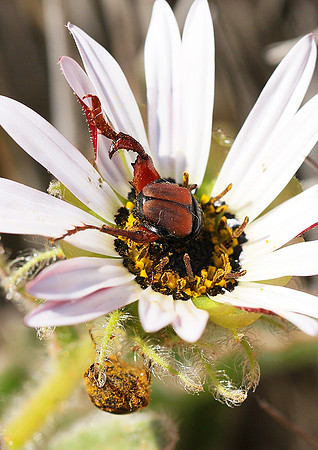 Bugs - South Africa