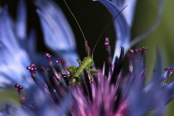 Insect in centaurea