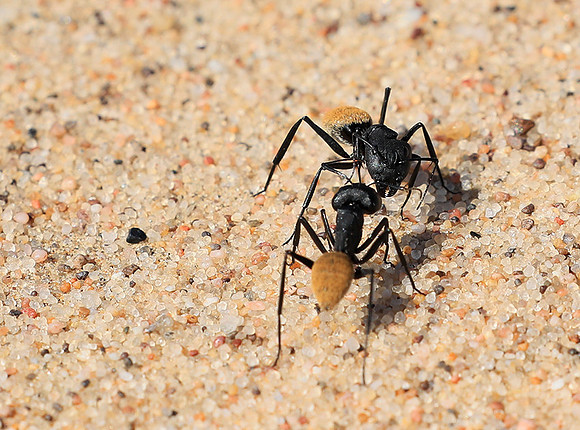 Dune ants - Skeleton Coast - Namibia