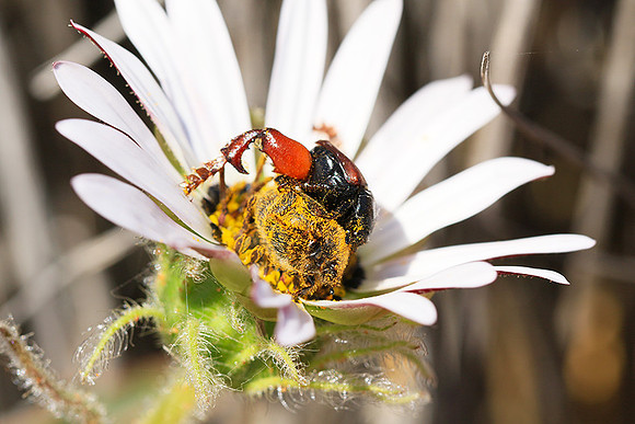 Bugs - South Africa