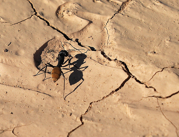 Dune ants - Skeleton coast - Namibia