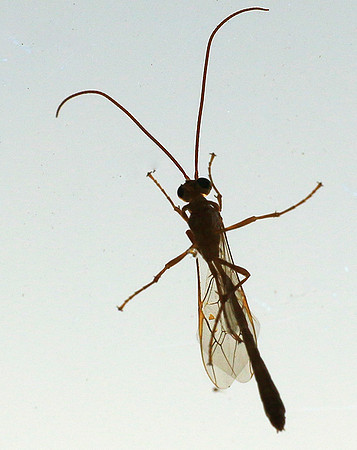 Insect - Senegal