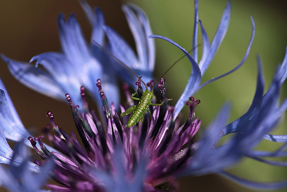 Insect in centaurea