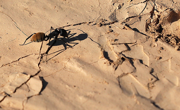 Dune ants - Skeleton coast - Namibia