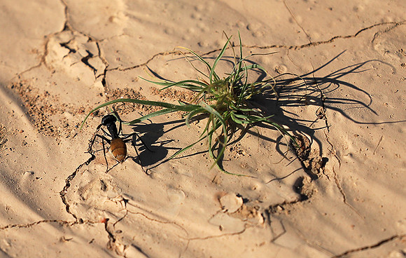Dune ants - Skeleton coast - Namibia