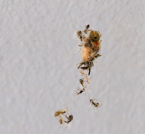 Insects caught in a spiderweb