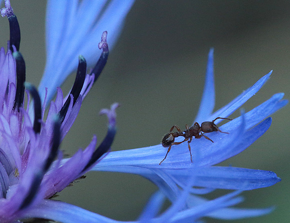Centaurea