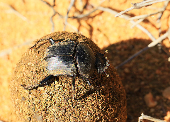 Dung beetle - South Africa