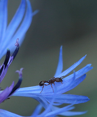 Centaurea