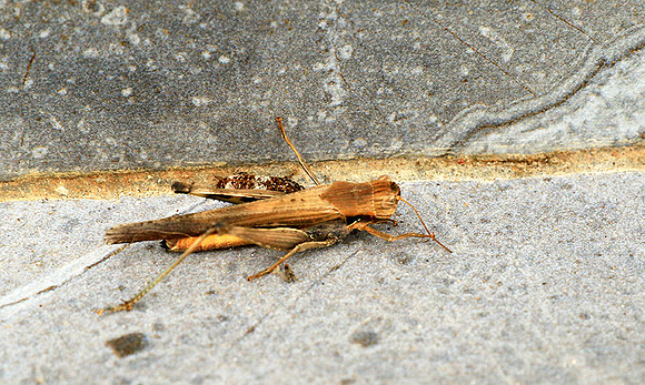 Grasshopper - Senegal
