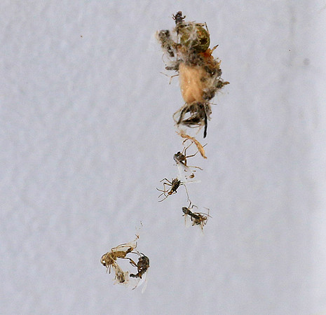 Insects caught in a spiderweb