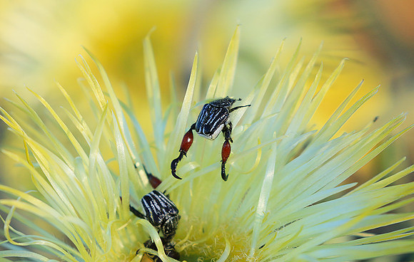 Bugs - South Africa