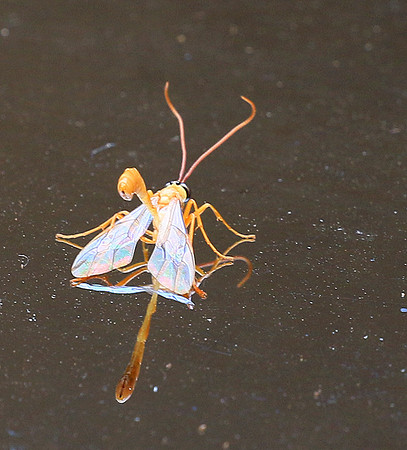 Insect - Senegal