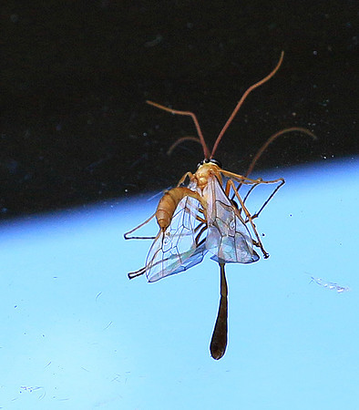 Insect - Senegal