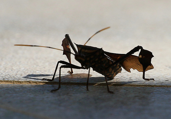 Insect - Senegal