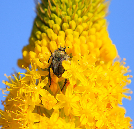 South Africa