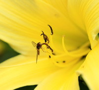 Insects in hemerocallis