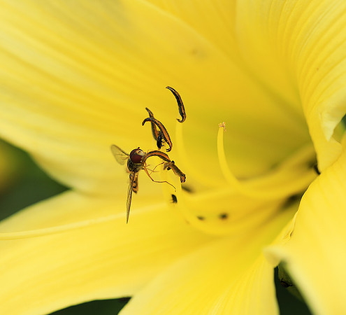 Insects in hemerocallis