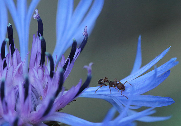 Centaurea
