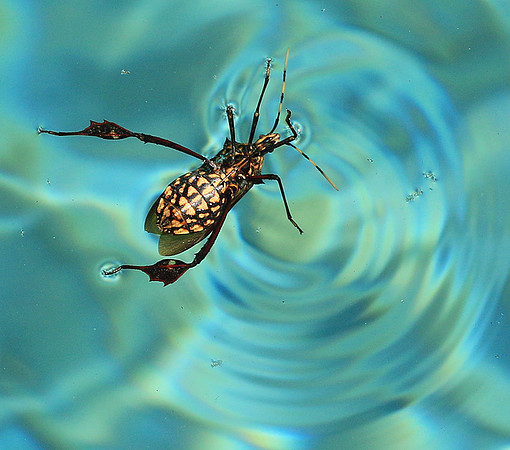 Insect - Senegal