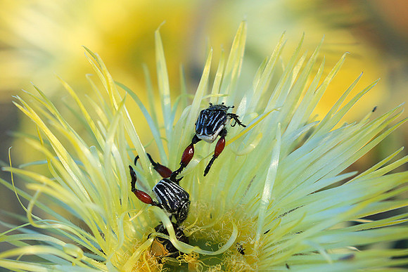 Bugs - South Africa