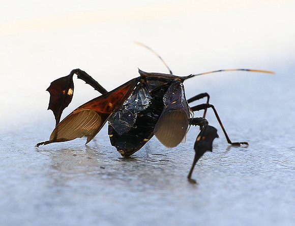 Insect - Senegal
