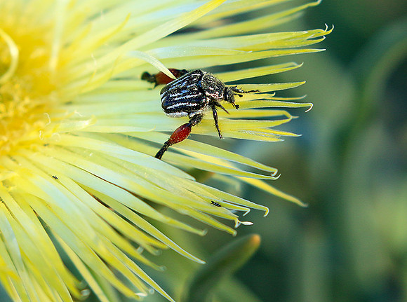 Bugs - South Africa