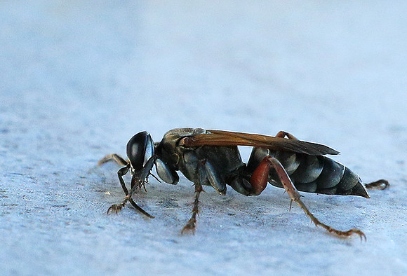 Insect - Senegal