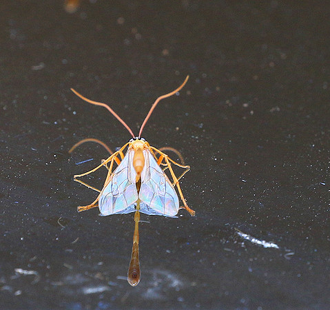Insect - Senegal