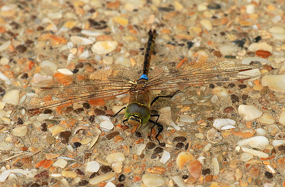 Dragonfly -Senegal