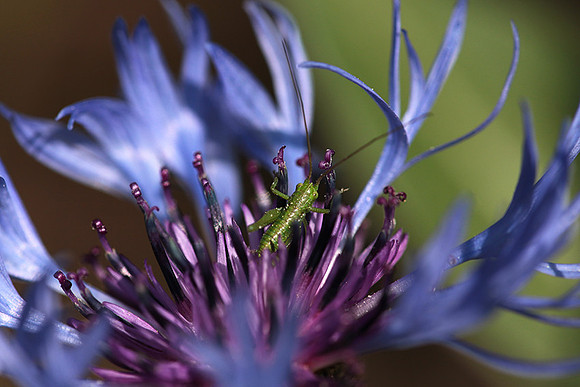 Insect in centaurea