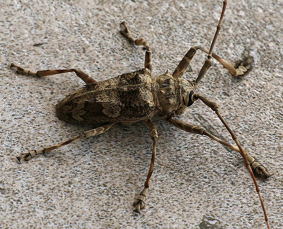 Insect - Senegal