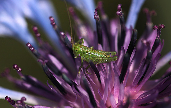 Insect in centaurea