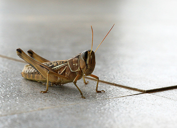 Grasshopper - Senegal