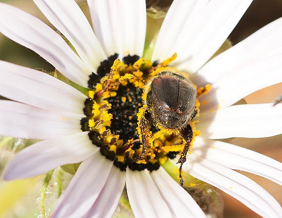 Bugs - South Africa