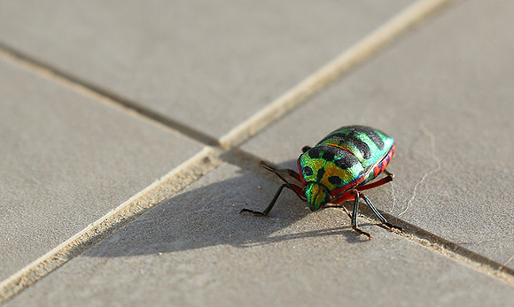 Insect - Senegal