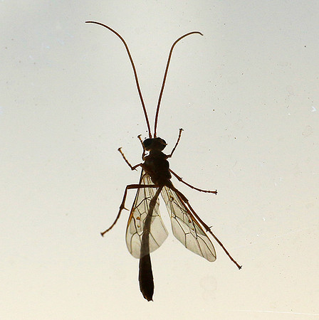 Insect - Senegal