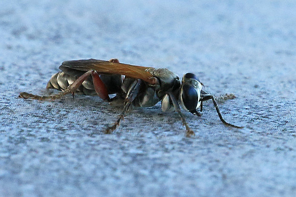 Insect - Senegal