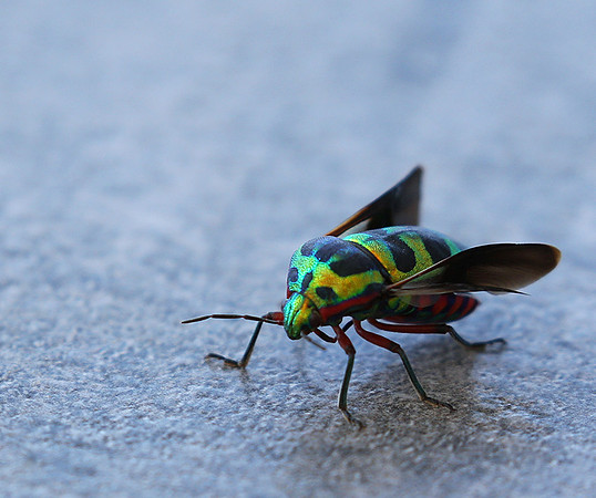 Insect - Senegal