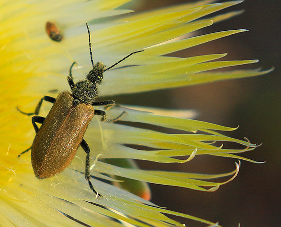 Bugs - South Africa