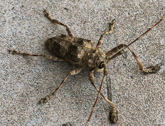 Insect - Senegal