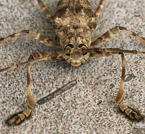 Insect - Senegal