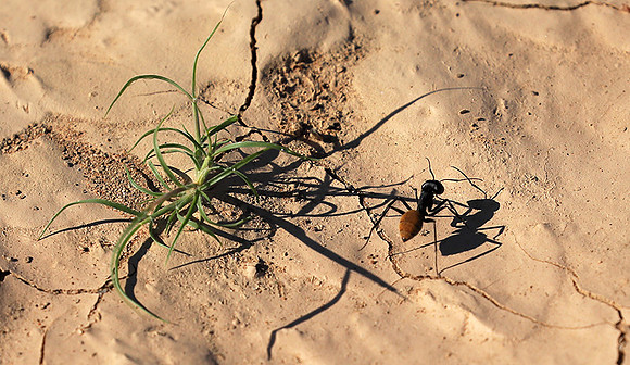 Dune ants - Skeleton coast - Namibia