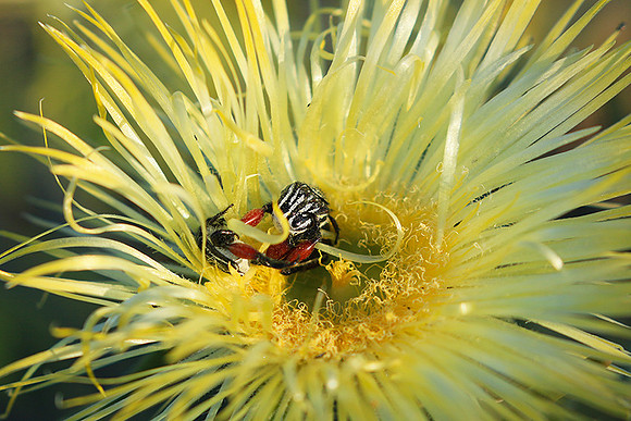 Bugs - South Africa