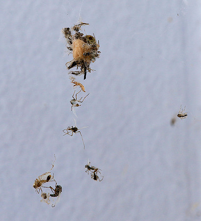 Insects caught in a spiderweb