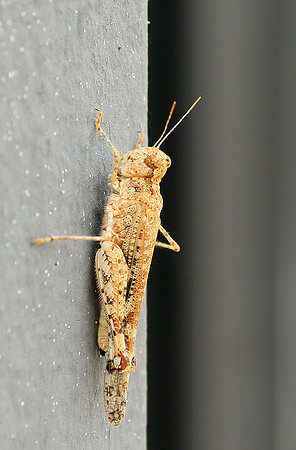 Insect - Senegal