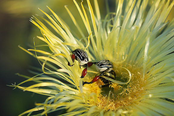 Bugs - South Africa